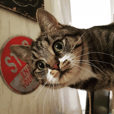 ¿Y si tu gato se convirtiera en un personaje 3D?