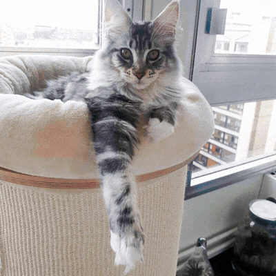 ¿Y si tu gato escondiera a un verdadero héroe?