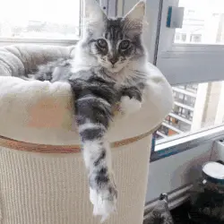 ¿Y si en tu gato se ocultara un auténtico héroe?