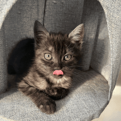 Tu gato se merece un retrato real.