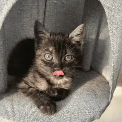 Tu gato merece ser inmortalizado en un retrato real