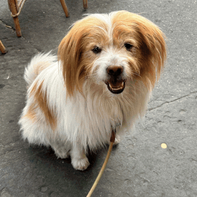 ¿Y si tu perro se convirtiera en un personaje 3D?