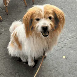 ¿Y si tu perro se convirtiera en un personaje 3D?