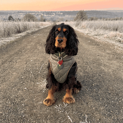 ¿Y si tu perro escondiera a un verdadero héroe?