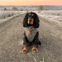 ¿Y si en tu perro se ocultara un verdadero héroe?