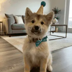 Tu perro merece tener su propio retrato real