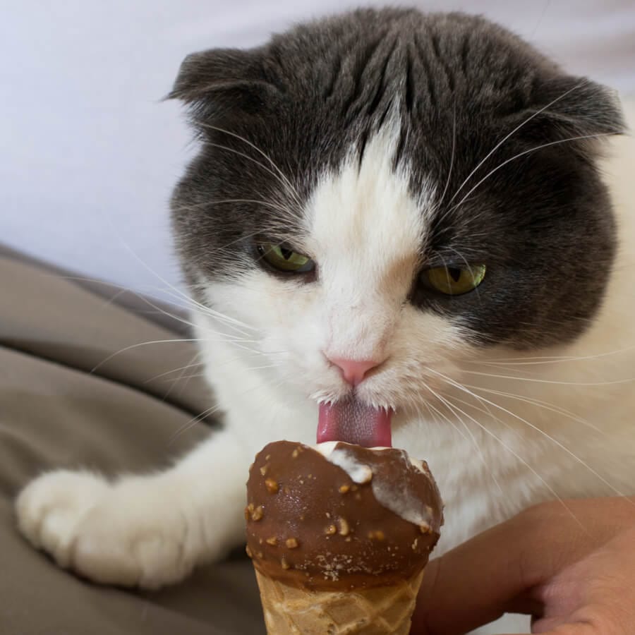 gato chupando helado