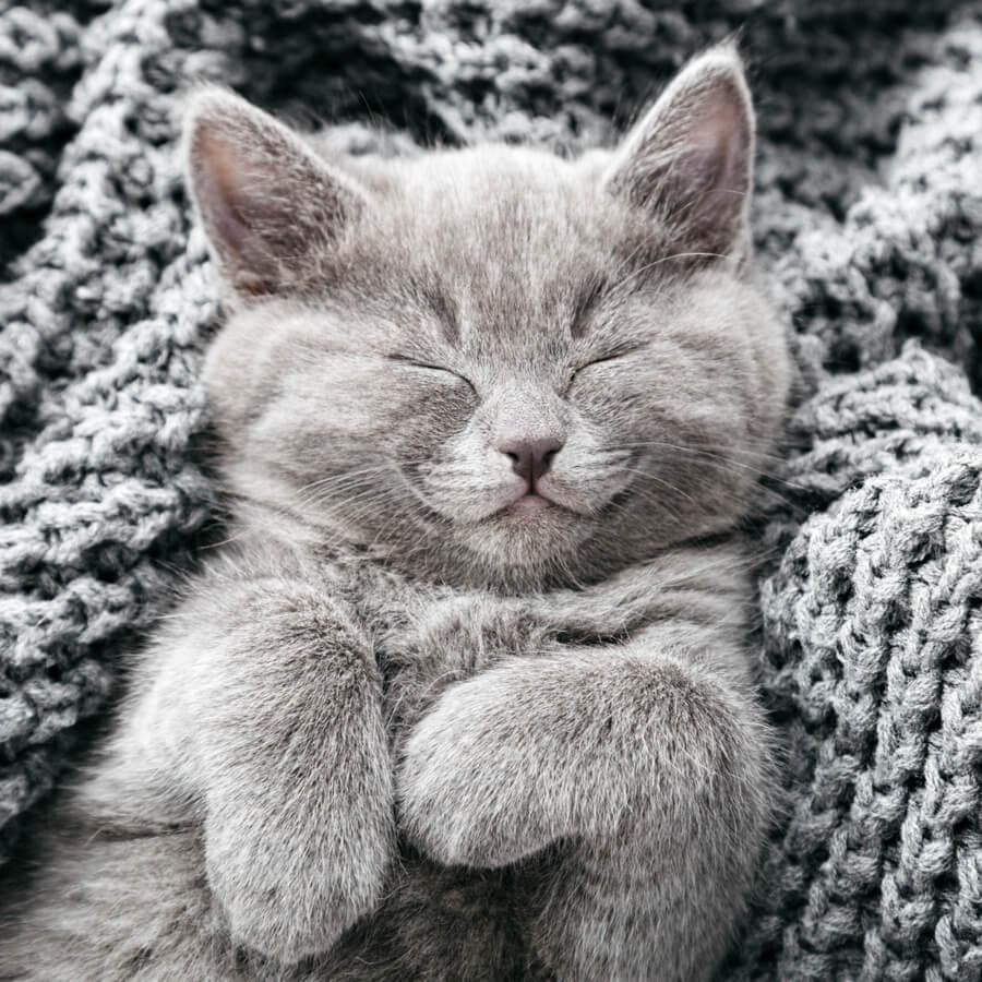 gato gris durmiendo
