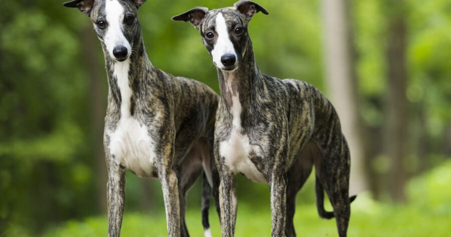 dos perros Whippet
