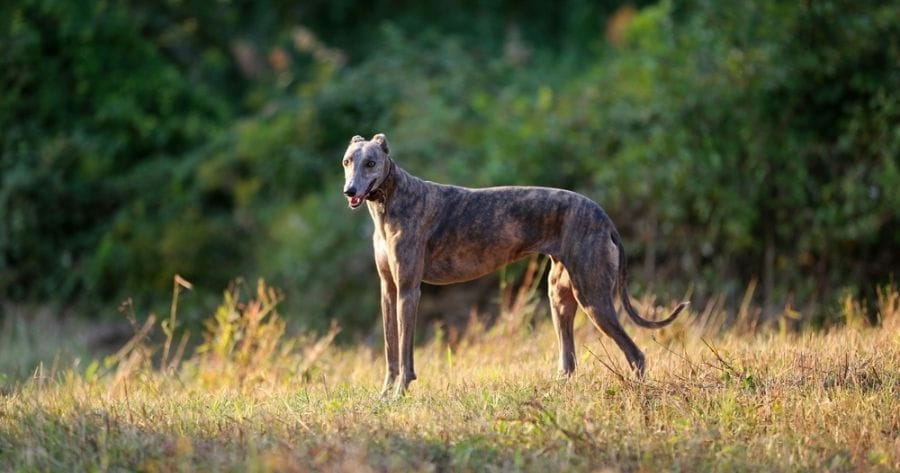 perro Greyhound en el campo
