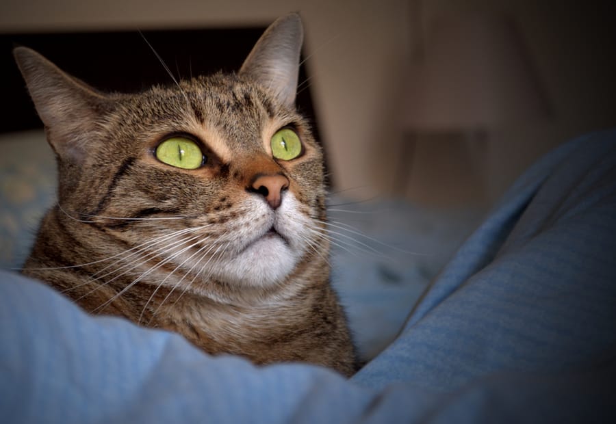 gato con ojos amarillos mira fijamente a su humana por la noche