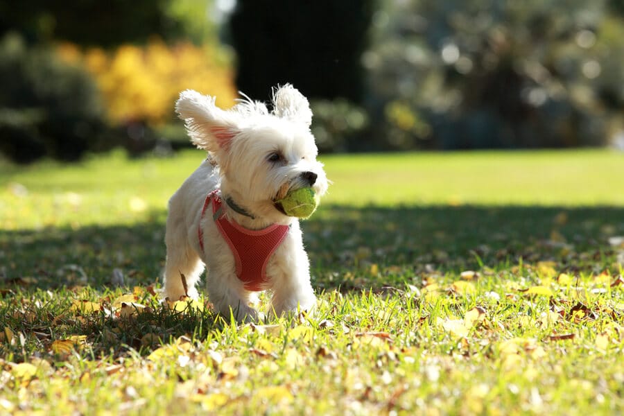 perro bichon maltes miniatura juega pelota