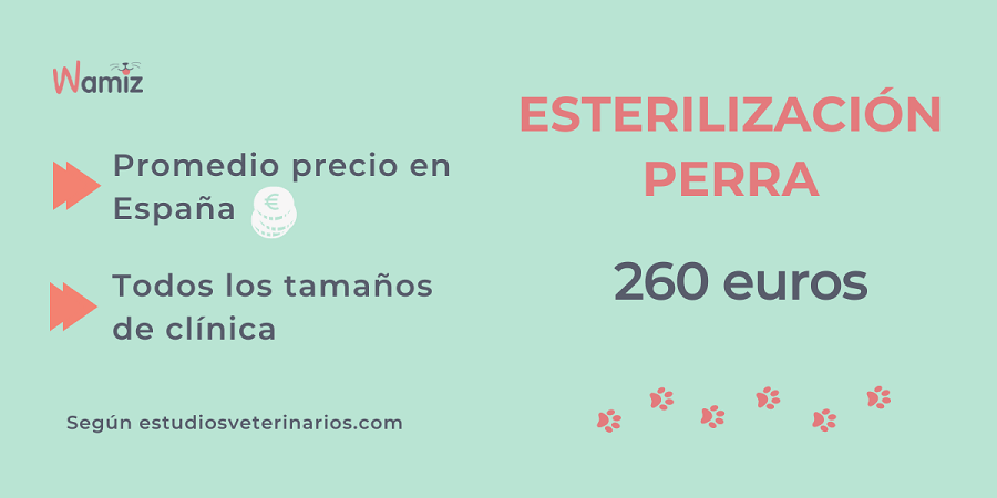 precio medio esterilizacion perra espana