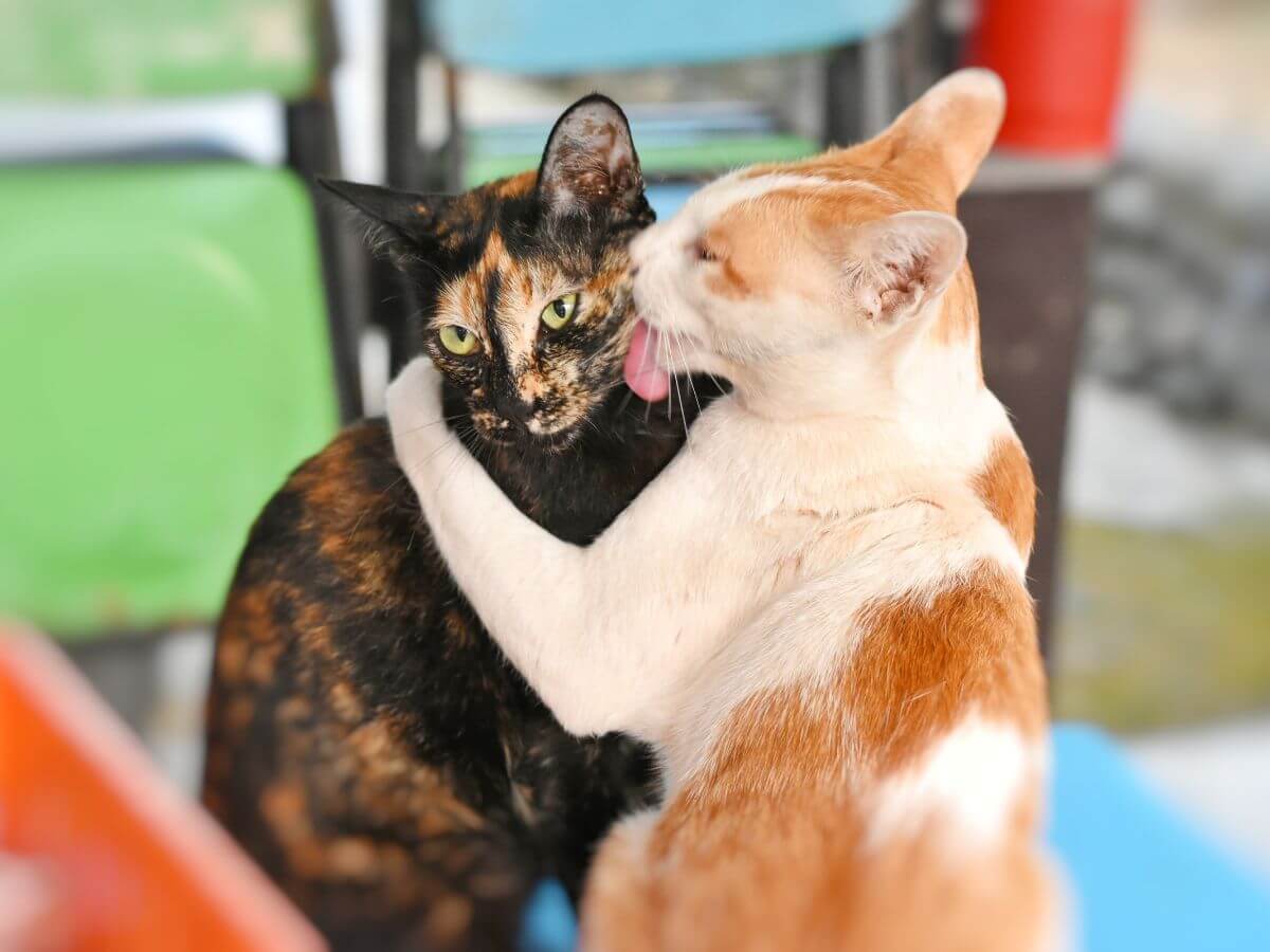 ¿Que Piensan Los Gatos Cuando Les Damos Besos?