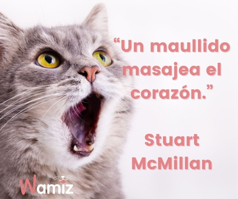 frases celebres gatos Stuart McMillan
