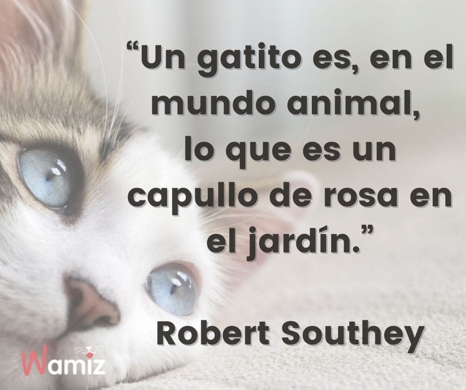 frases de gatos Robert Southey