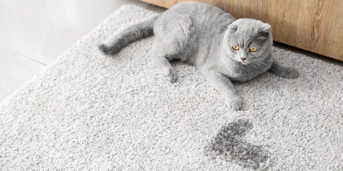 gato gris orina en la alfombra