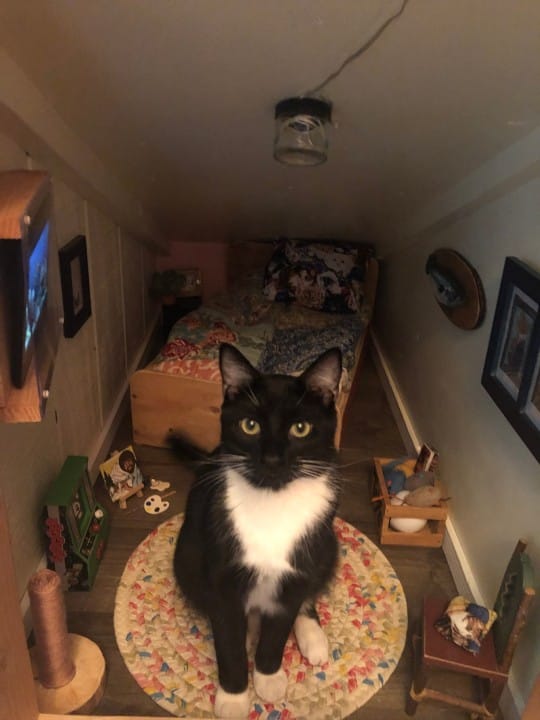 gato wyatt presumiendo de habitacion