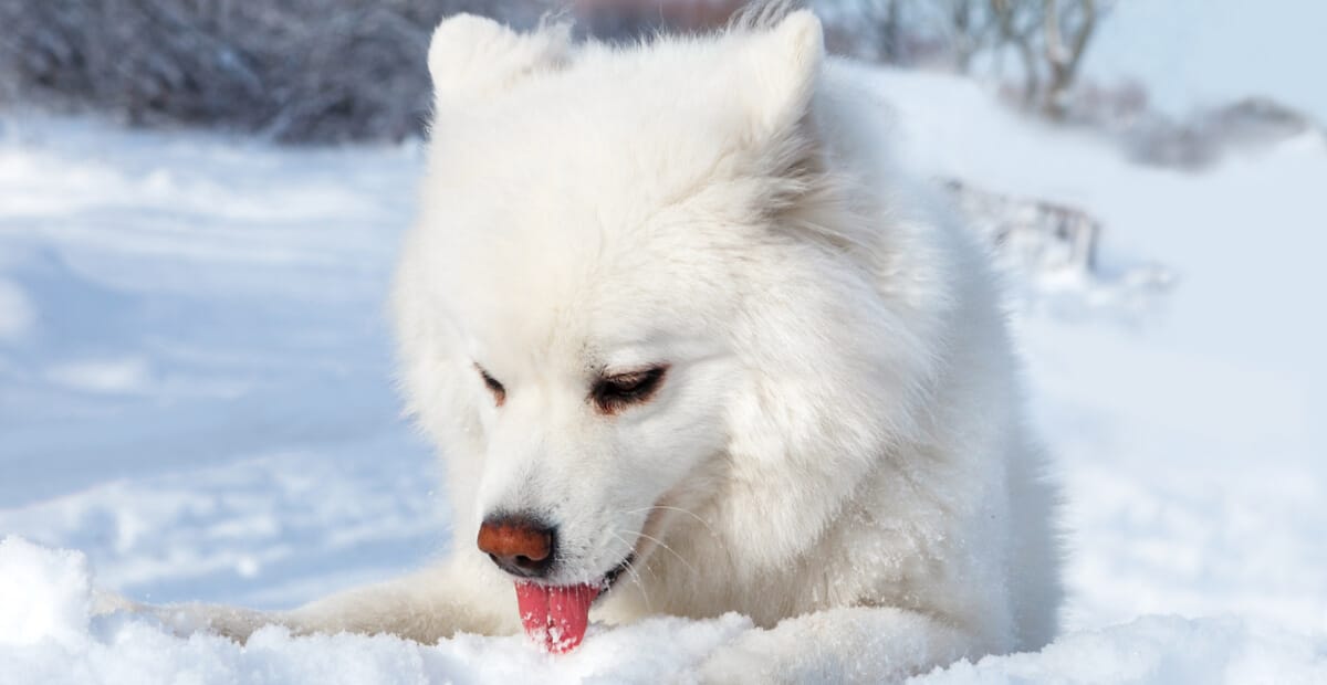 samoyedo perro lamiendo nieve