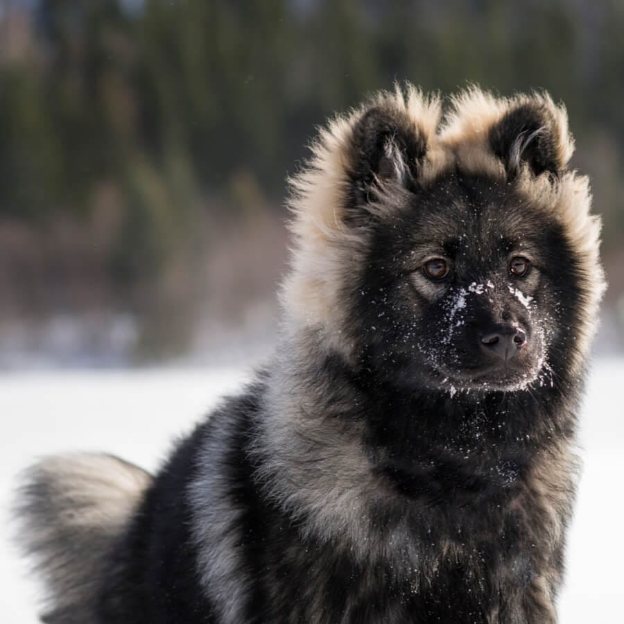 perros peludos raza eurasier 