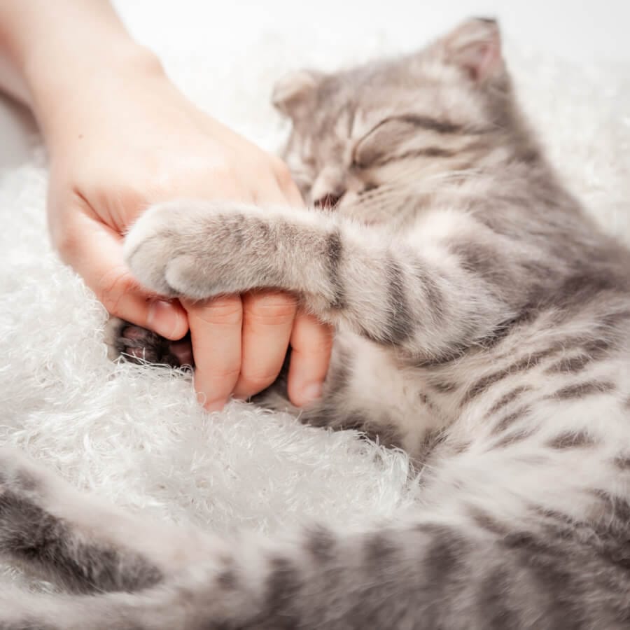 gato cogiendo la mano de su cuidador