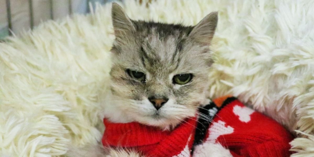 miky gato ucraniano adoptado
