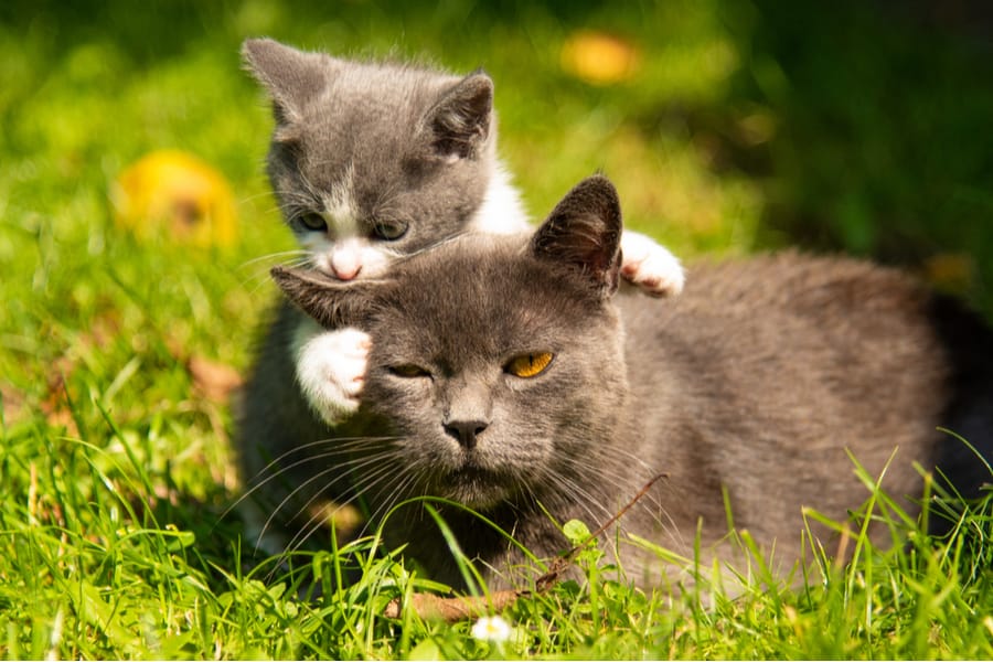 gato bebe muerde la oreja a un gato adulto