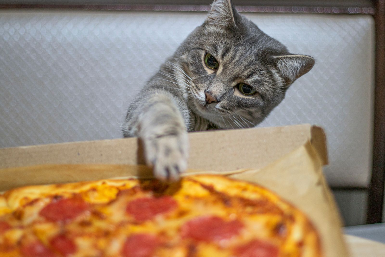 gato cogiendo pizza con la pata