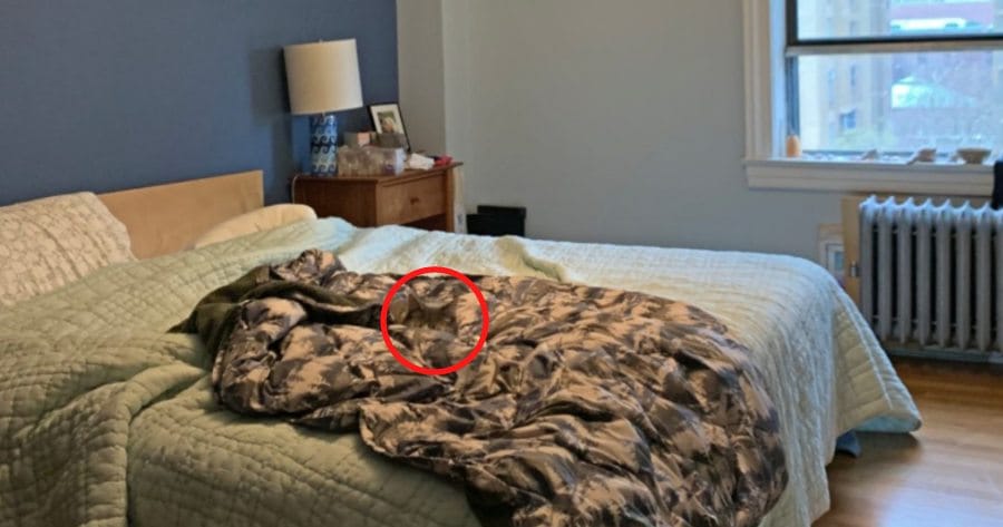juego visual gato escondido cama