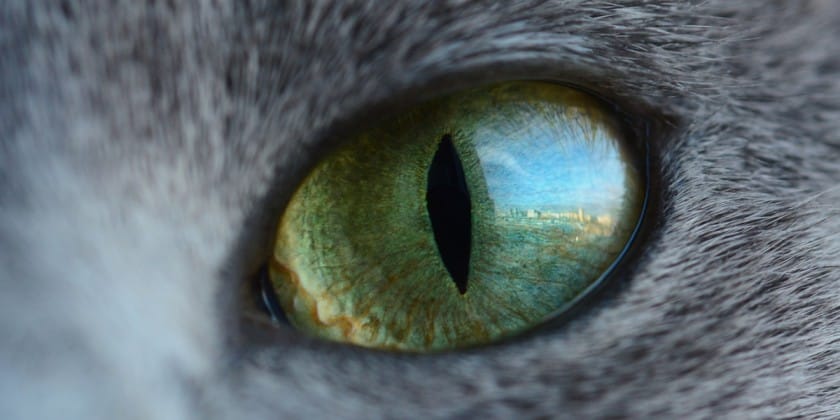 ojo del gato
