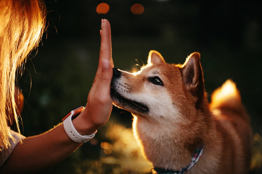 trucos para perros target de manos 
