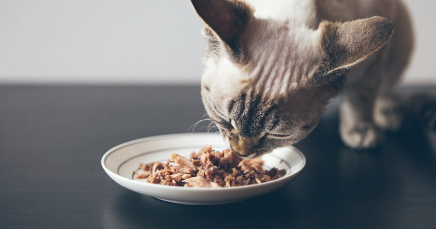 un gato come comida humeda de un plato