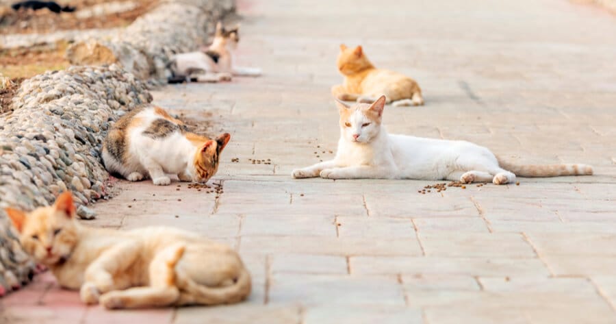 colonias felinas en las calles