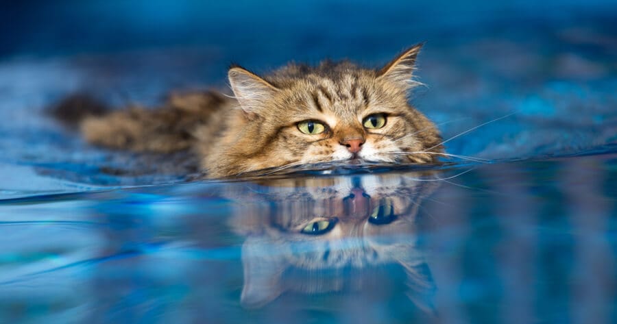 gato atigrado nadando piscina