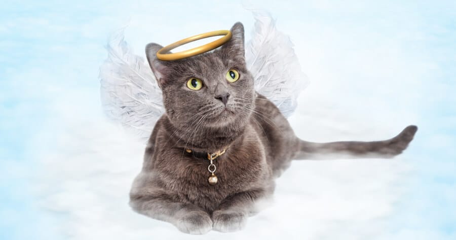 gato con alas angel