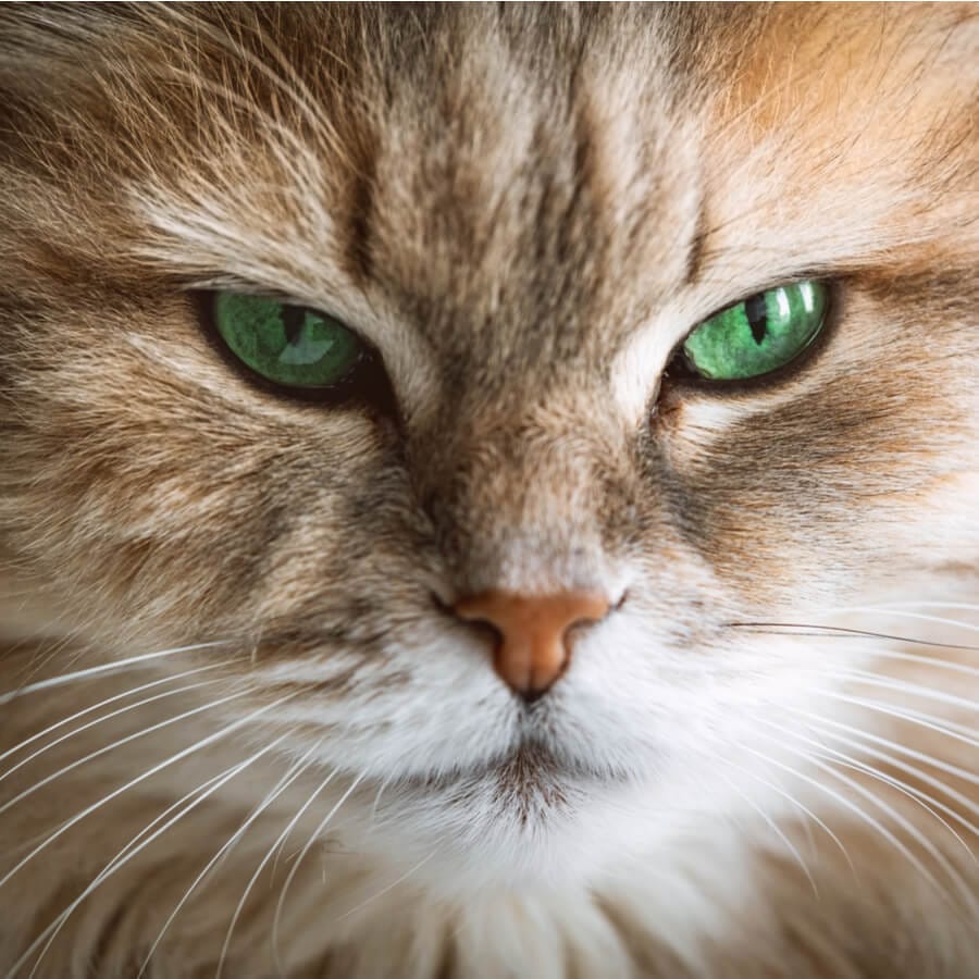 gato de manto rubio y ojos verdes