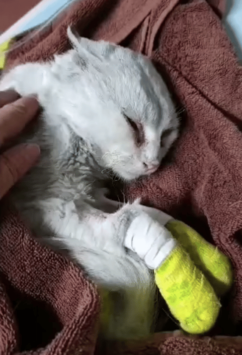 magma gatito rescatado la palma