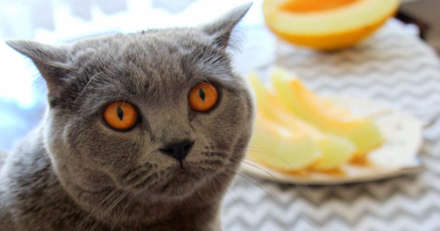 gato junto a un plato de melon