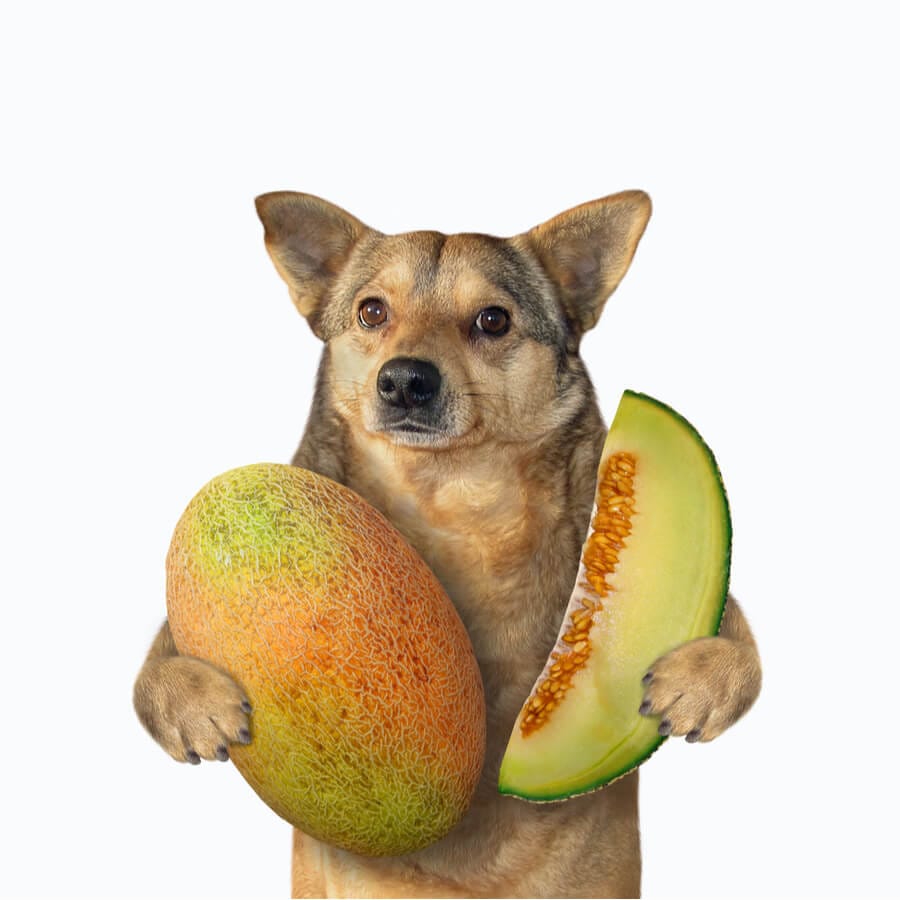 perro con melon en la mano