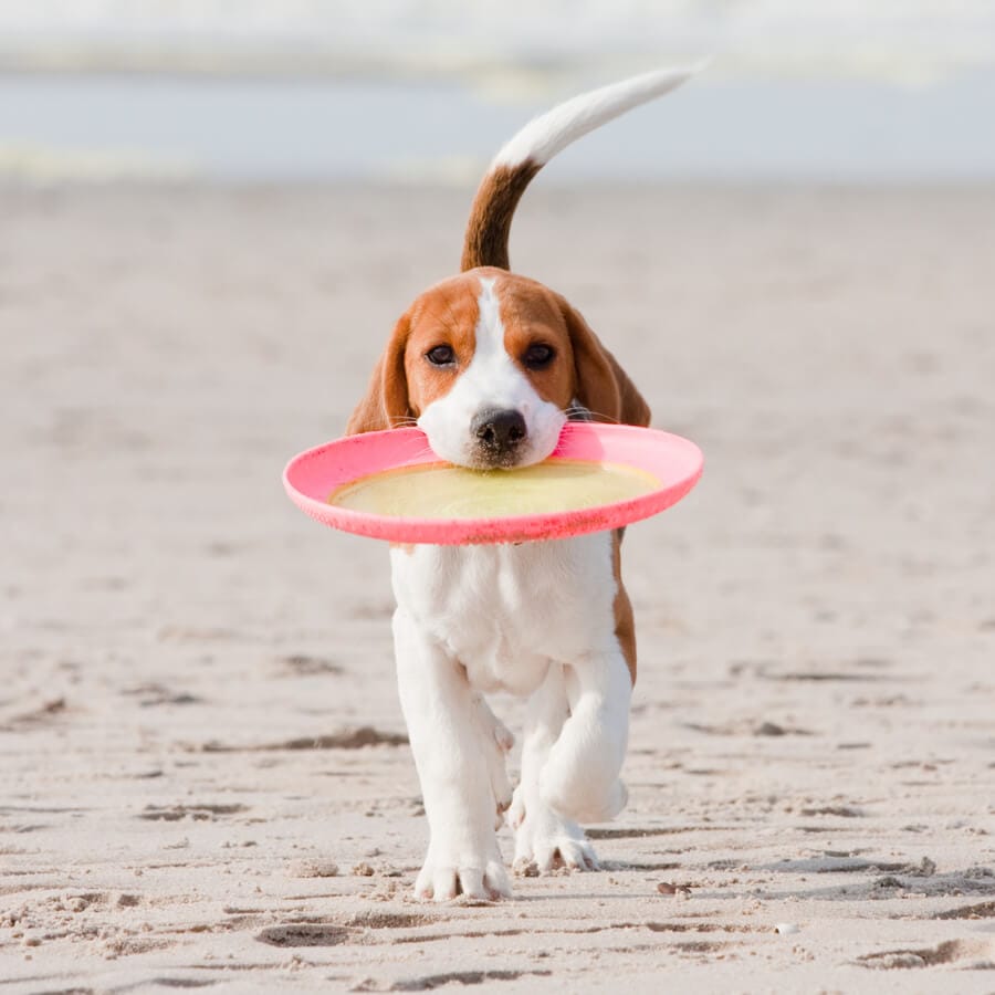 perro come arena de playa jueguete
