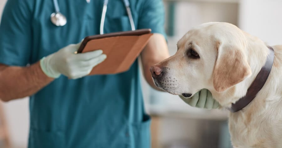 perro mirando veterinario