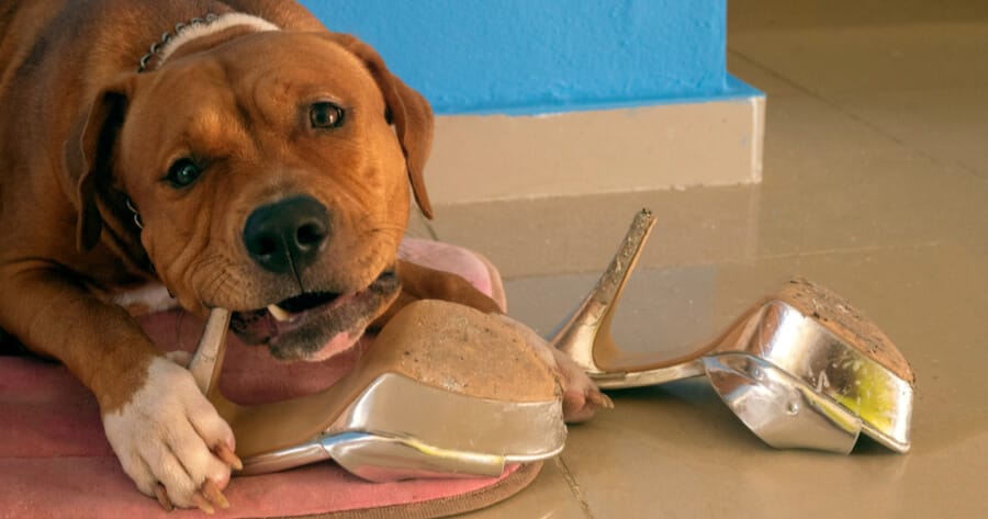 perro mordiendo zapatos de tacon