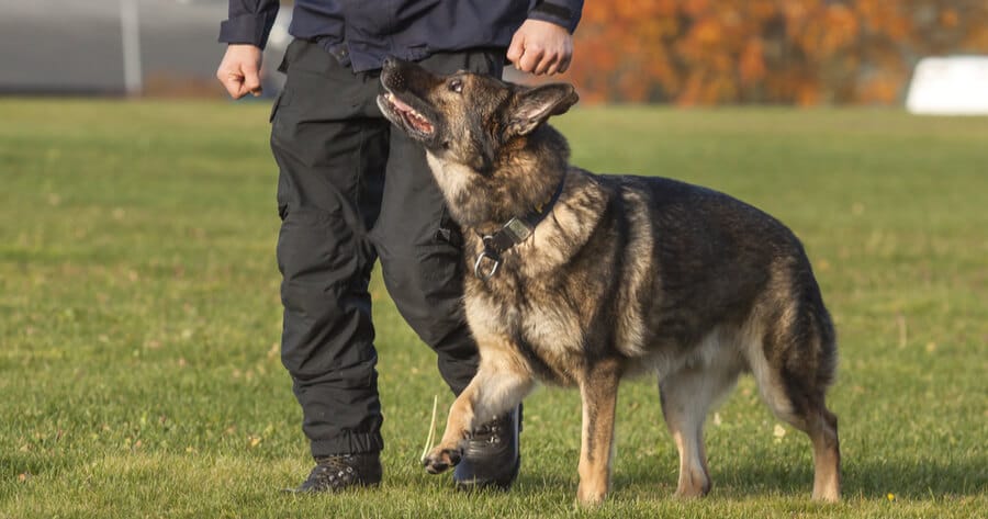 perro policia entrenamiento