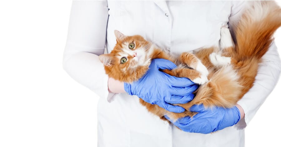 veterinario coge gato entre los brazos