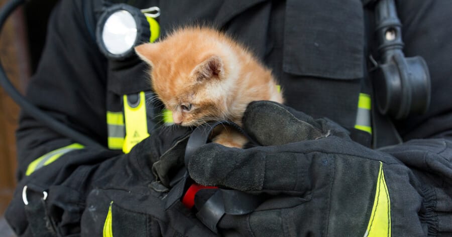 bombero con gato en brazos