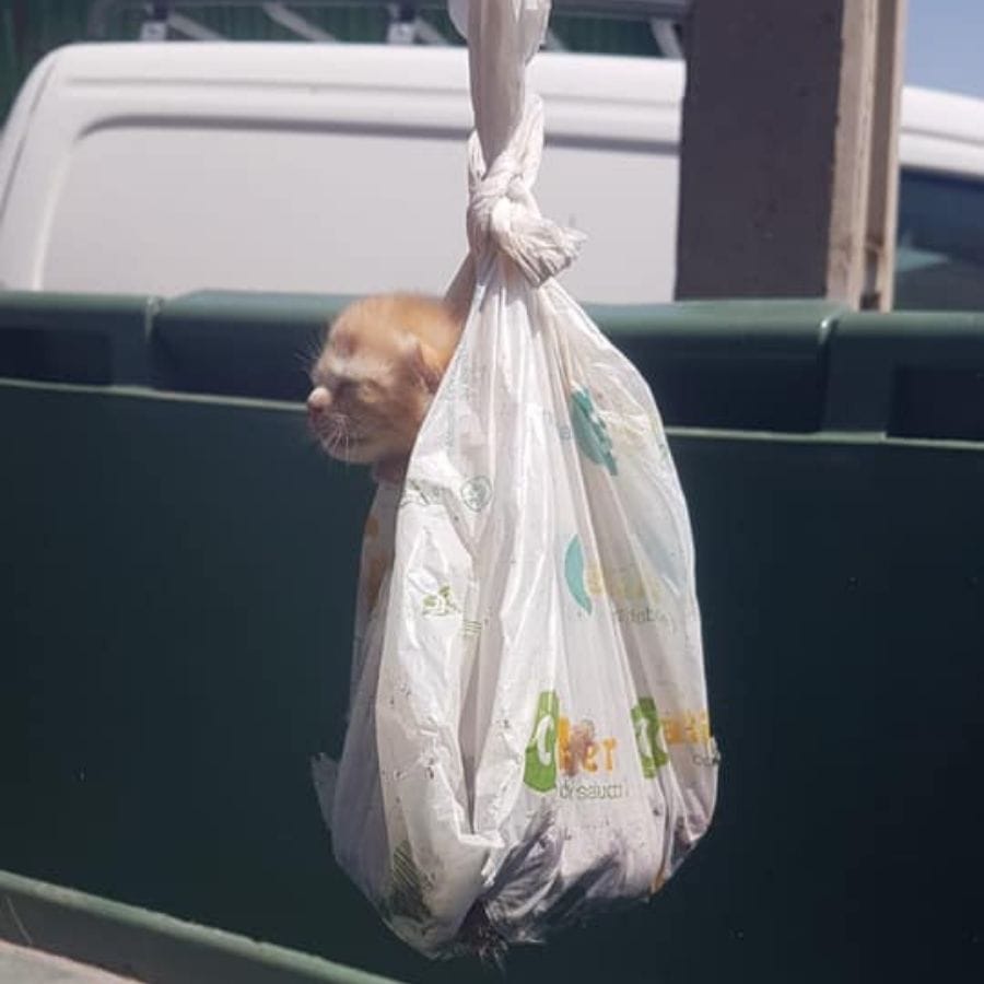gato dentro de bolsa de basura madrid