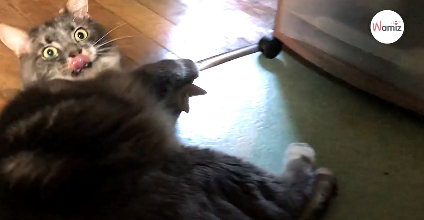 gato juguete con tubo papel higienico