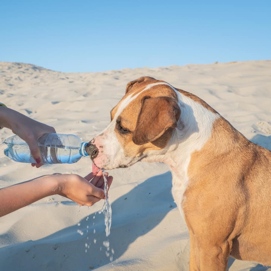 perro bebiendo agua en la playa