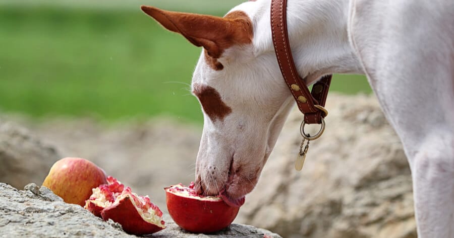 perro comiendo una granada