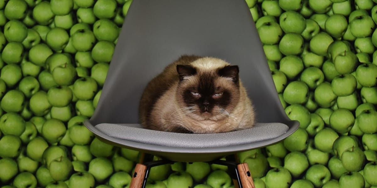 gato silla manzanas verdes